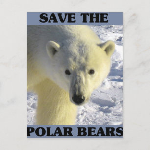 Rett der Polarbären Postkarte