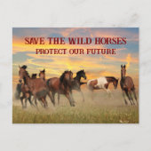 Rett der Wildpferde Postkarte (Vorderseite)