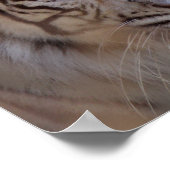 Rett des Tiger White Bengalisch Tiger Poster (Ecke)