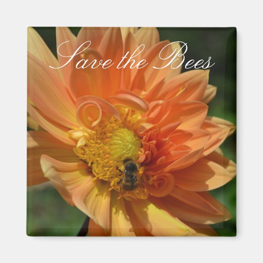 Rett die Bienen... Peach Dahlia Magnet (Vorne)