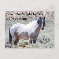 Rett die wilden Pferde der Wyoming