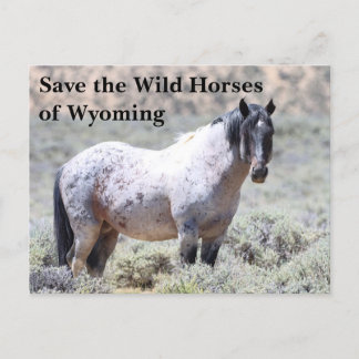 Rett die wilden Pferde der Wyoming Postkarte