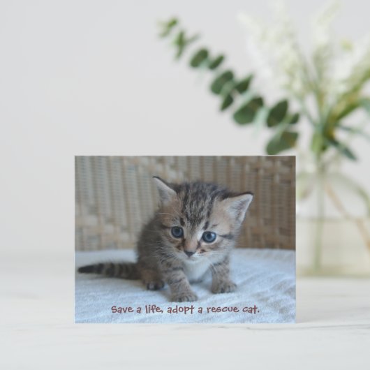 Rett ein Leben, adoptier eine Rettungskatze. Postk Postkarte (Stehend Vorderseite)