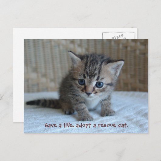Rett ein Leben, adoptier eine Rettungskatze. Postk Postkarte (Vorne/Hinten)