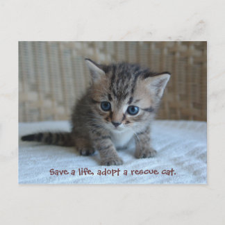 Rett ein Leben, adoptier eine Rettungskatze. Postk Postkarte