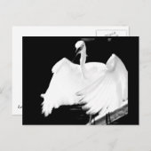 Rett Floridas Vögel Postkarte (Vorne/Hinten)