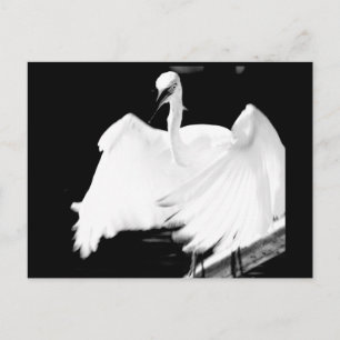 Rett Floridas Vögel Postkarte