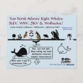 Rett Nordatlantikwale nach Rose Postkarte (Rückseite)