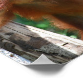 Rett Orangutans Borneo Wildlife Poster (Ecke)