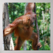Rett Orangutans Borneo Wildlife Poster (Vorne)
