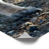 "Rett Our Planet" Cougar Foto Poster (Ecke)