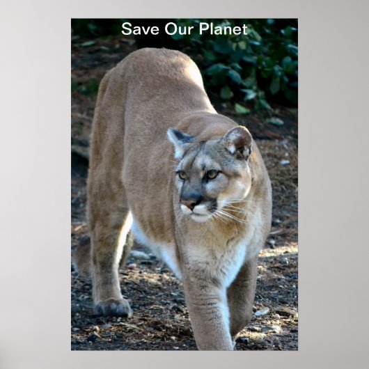 "Rett Our Planet" Cougar Foto Poster (Vorne)