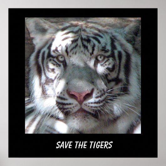 Rett Tiger Poster (Vorne)