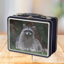 Rett Unser Waldgebiet Raccoon Wildlife Foto