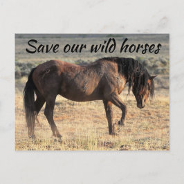Rett unsere Wildpferde Postkarte