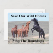 Rett unsere Wildpferde Postkarte (Vorne/Hinten)