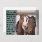 Rett unsere Wildpferde Postkarte (Vorne/Hinten)
