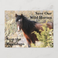 Rett unsere Wildpferde