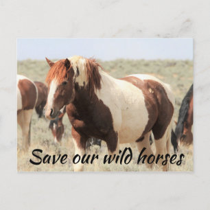 Rett unsere Wildpferde Postkarte