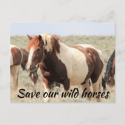 Rett unsere Wildpferde Postkarte (Vorderseite)