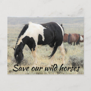 Rett unsere Wildpferde Postkarte