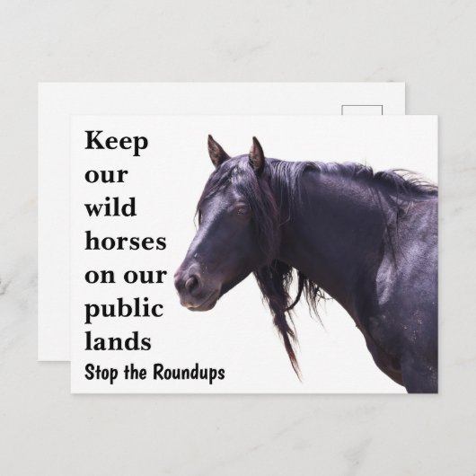 Rett unsere Wildpferde Postkarte (Vorne/Hinten)