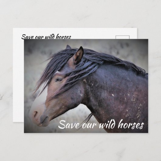 Rett unserer Wildpferde Postkarte (Vorne/Hinten)