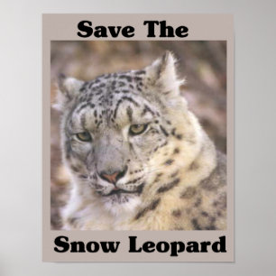 Retten Sie den Schnee-Leoparden Poster