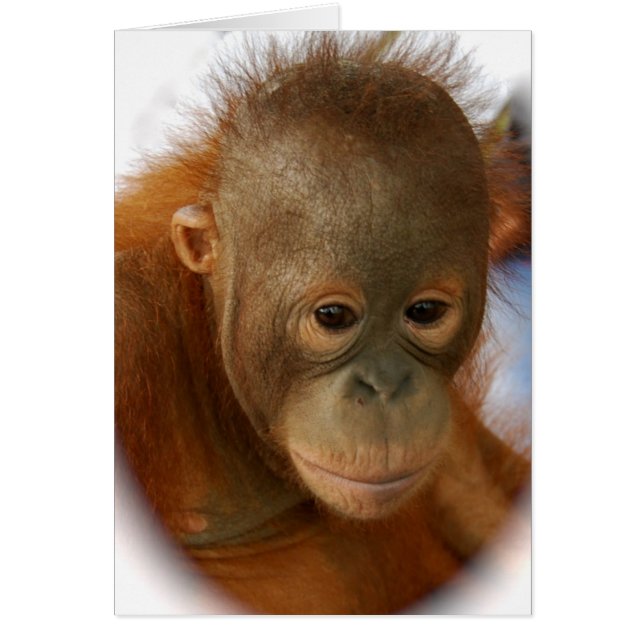 Retten Sie Orang-Utans von der Löschung (Vorne)
