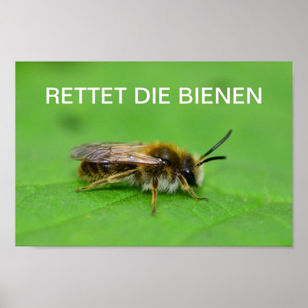 Bienen Kunst & Poster| Zazzle.de