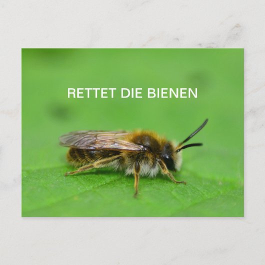 Rettet die Bienen Postkarte (Vorderseite)
