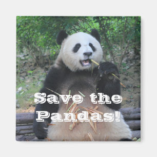 Rettet die Großen Pandas Magnet