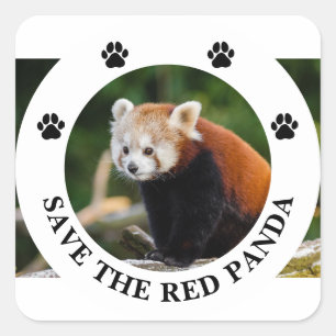 Rettet die Rotpanda-Wildnis Quadratischer Aufkleber