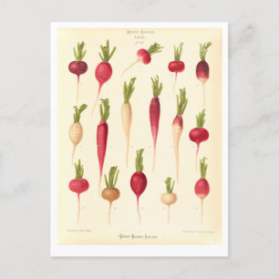 Rettiche Botanische Illustration aus einem Saatkat Postkarte
