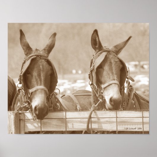 Rettin' Easy Poster (Vorne)