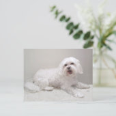 Rettung des kleinen weißen Hundes (Malteser) Postkarte (Stehend Vorderseite)