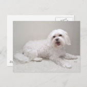 Rettung des kleinen weißen Hundes (Malteser) Postkarte (Vorne/Hinten)