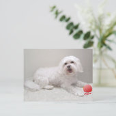 Rettung des kleinen weißen Hundes (Malteser) Postkarte (Stehend Vorderseite)