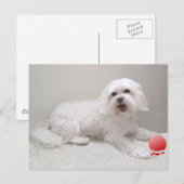 Rettung des kleinen weißen Hundes (Malteser) Postkarte (Vorne/Hinten)
