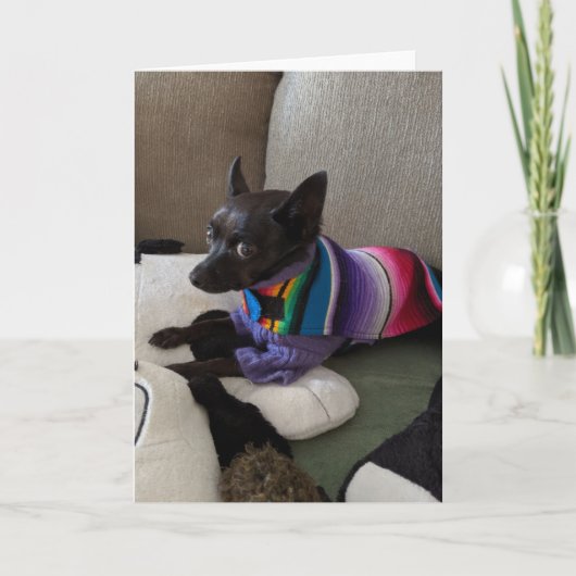 Rettung Hunde Standard, 5" x 7" geklappte Grußkart Karte (Vorderseite)