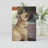 Rettungshunde 3,5" x 5" Flat Dankeschön Karte (Stehend Vorderseite)