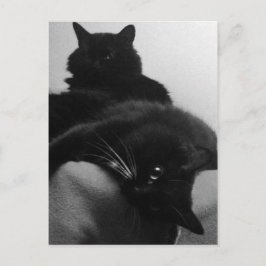 Rettungskätzchen Postkarte