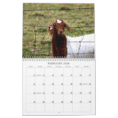 Rettungstiere Kalender (Feb 2026)