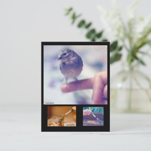 Retuschierte Goldfinch-Postkarte Postkarte (Stehend Vorderseite)