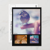 Retuschierte Goldfinch-Postkarte Postkarte (Vorne/Hinten)