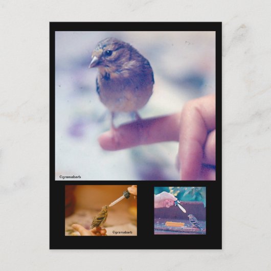 Retuschierte Goldfinch-Postkarte Postkarte (Vorderseite)