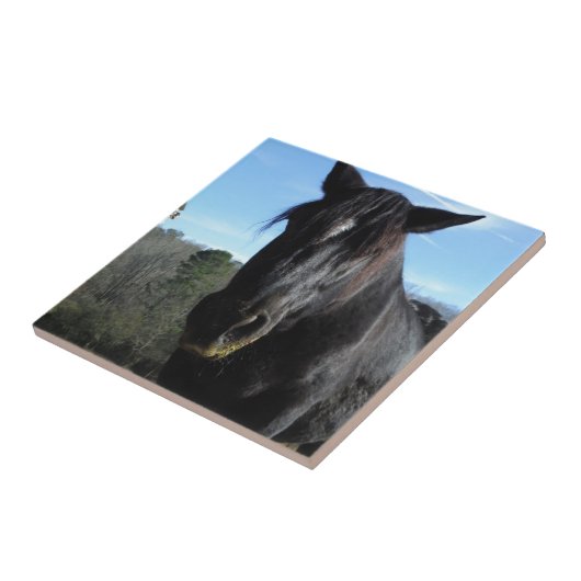 Retuschiertes Schwarzwaldpferd Fliese (Seite)