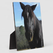 Retuschiertes Schwarzwaldpferd Fotoplatte (Seite)