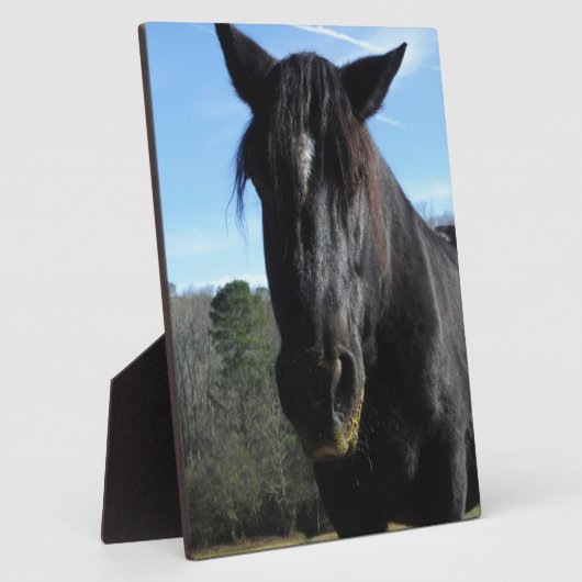 Retuschiertes Schwarzwaldpferd Fotoplatte (Seite)