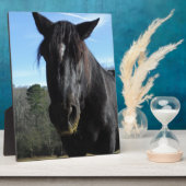 Retuschiertes Schwarzwaldpferd Fotoplatte (Seite)